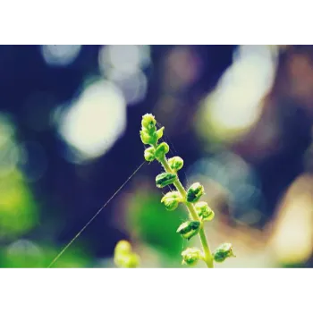 Natural Dried Tulsi Leaves